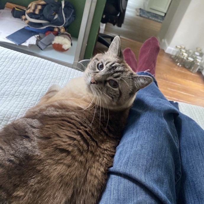 The Happy Cat Lady photo 3