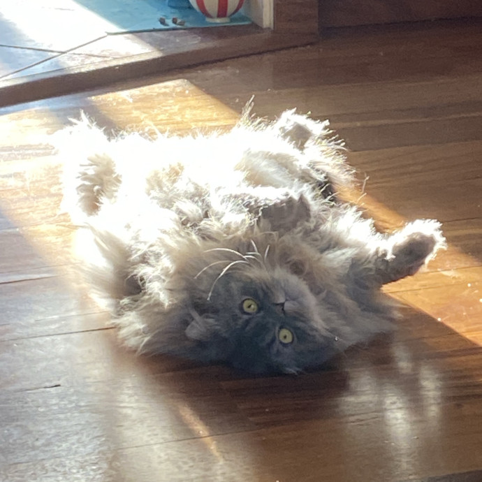 The Happy Cat Lady photo 2