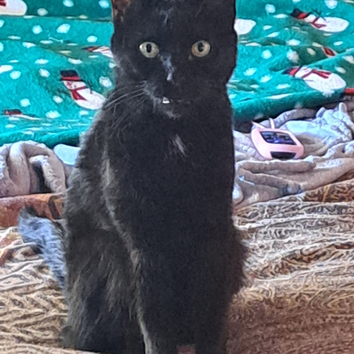 Pet 'N Play By Linda