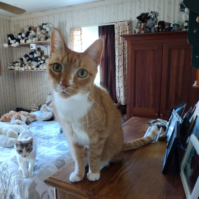 Cat Mom Cindy's Cat Sitting