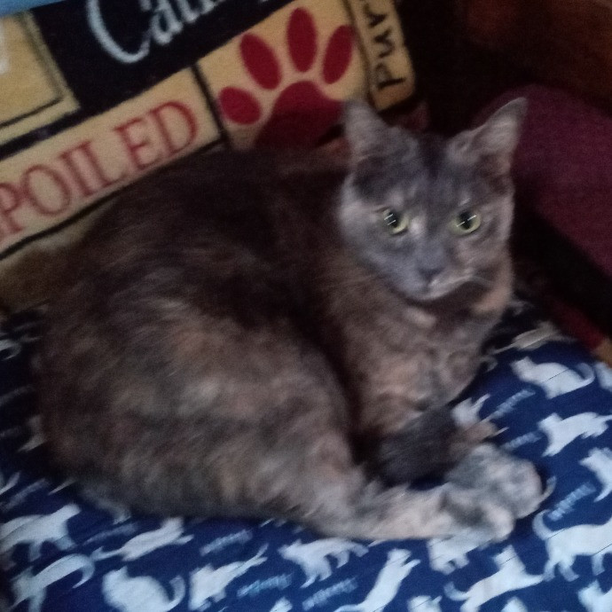 Cat Mom Cindy's Cat Sitting photo 3