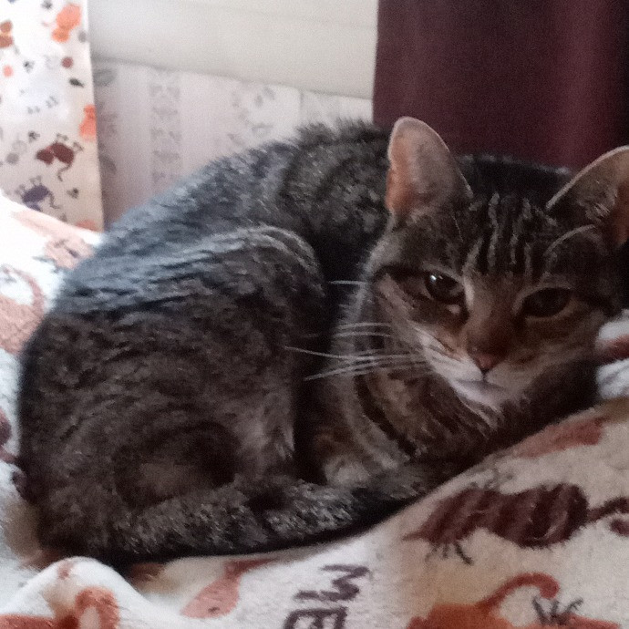 Cat Mom Cindy's Cat Sitting photo 2