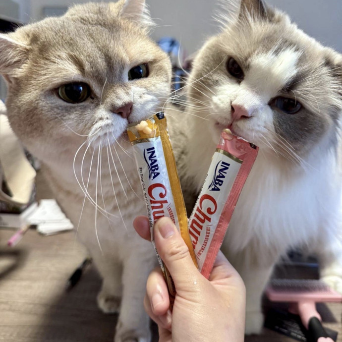 Full-Time Catsitter - 4 Yrs Experience