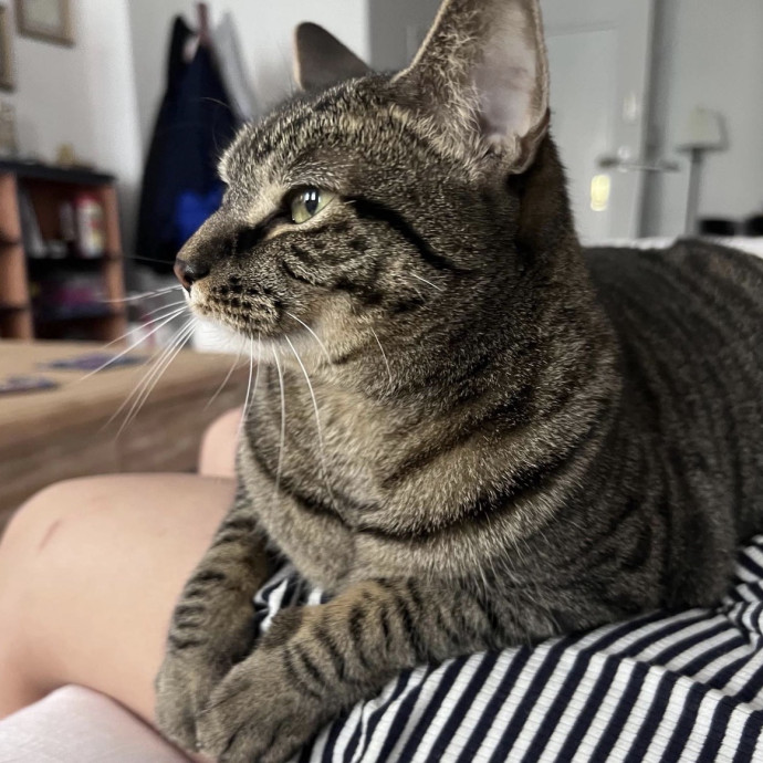 Full-Time Catsitter - 4 Yrs Experience
