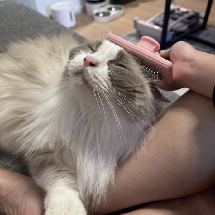 Full-Time Catsitter - 4 Yrs Experience