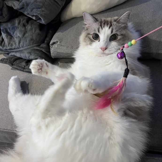Full-Time Catsitter - 4 Yrs Experience