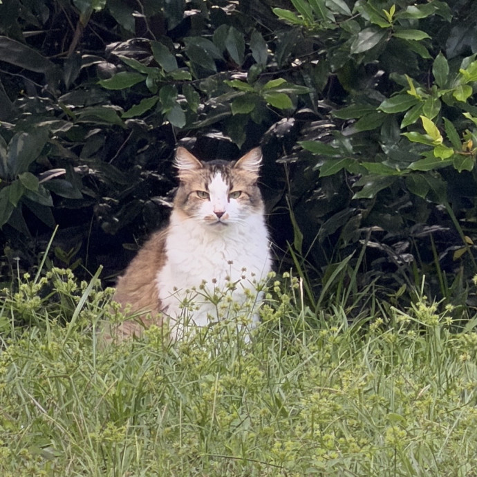 Cats Are My Passion
