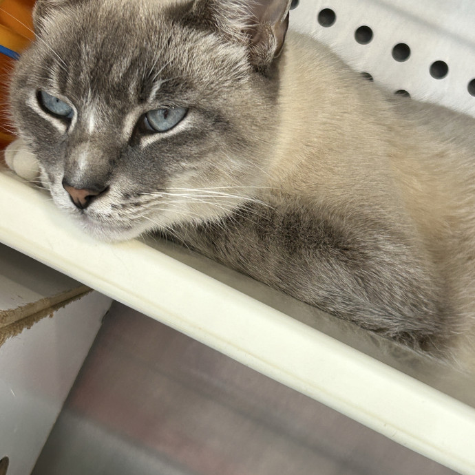 Cats Are My Passion photo 2
