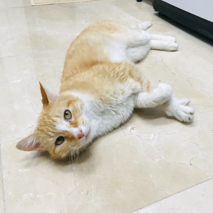 Professional Cat Sitter From Boca Raton