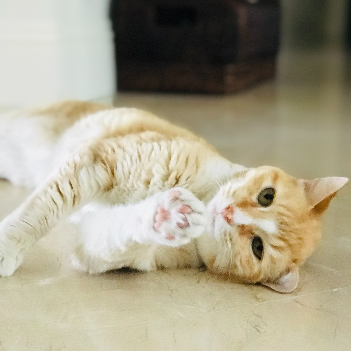 Professional Cat Sitter From Boca Raton