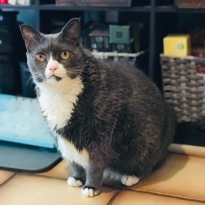 Professional Cat Sitter From Boca Raton