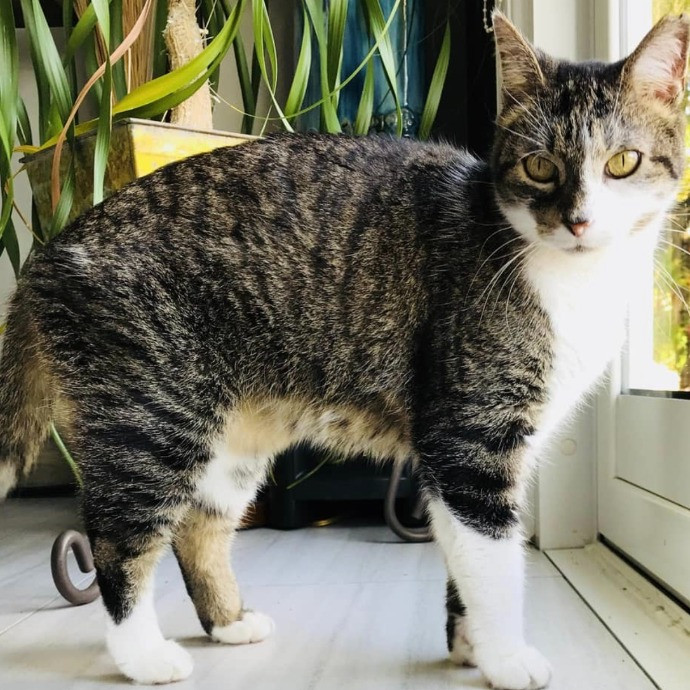 Professional Cat Sitter From Boca Raton