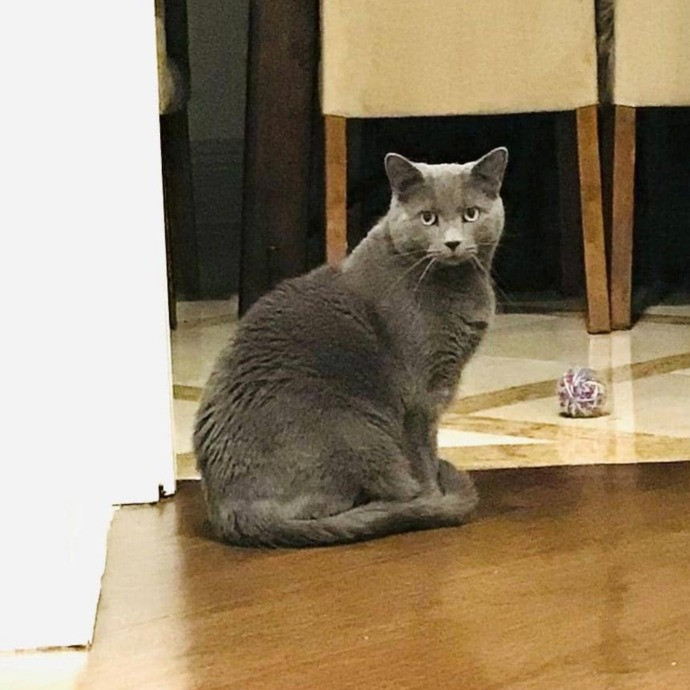 Professional Cat Sitter From Boca Raton