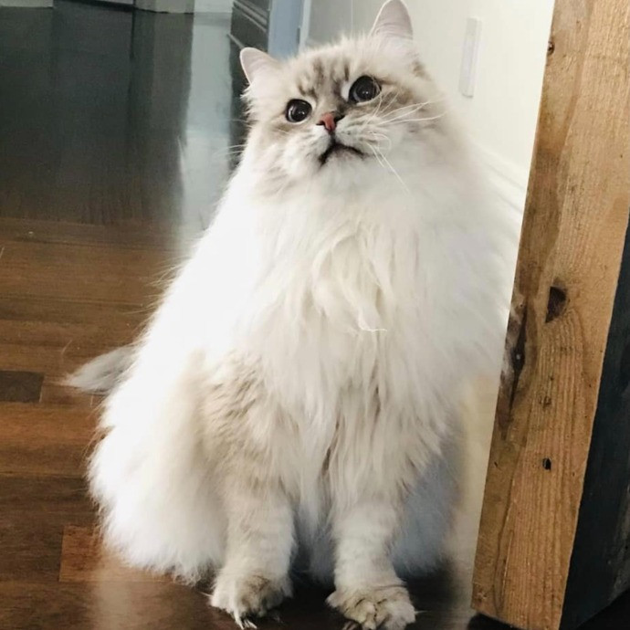 Professional Cat Sitter From Boca Raton
