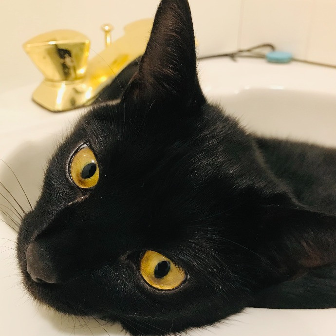 Professional Cat Sitter From Boca Raton