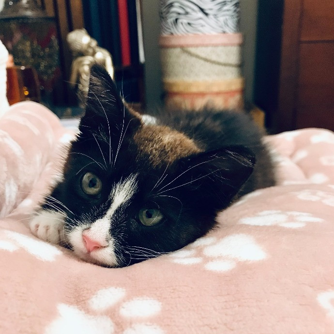 Professional Cat Sitter From Boca Raton