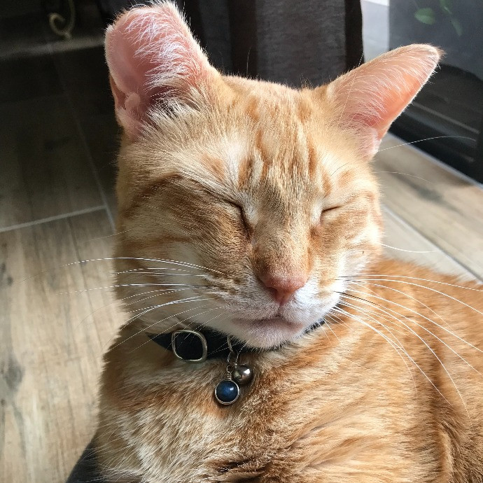 Professional Cat Sitter From Boca Raton