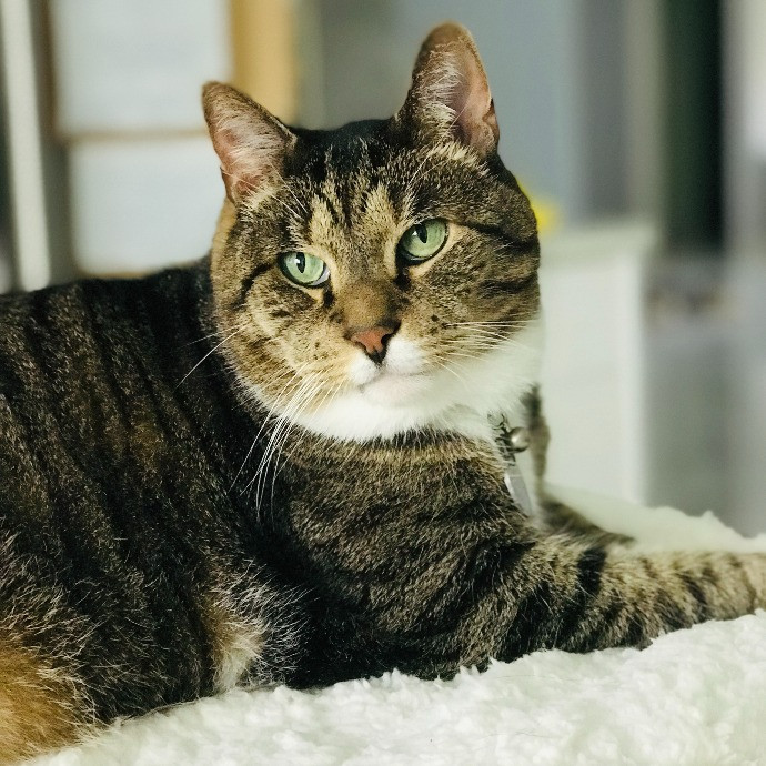 Professional Cat Sitter From Boca Raton