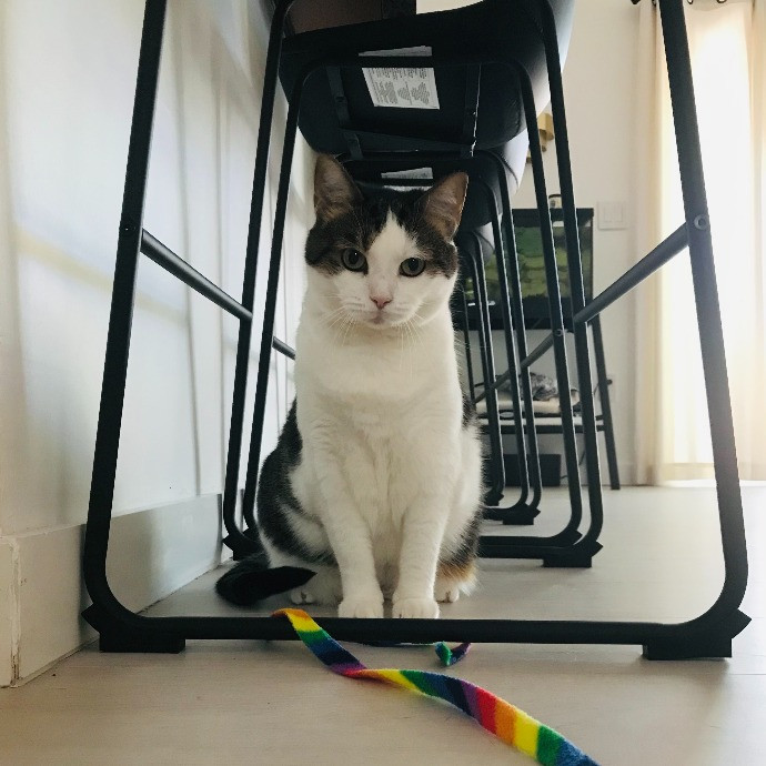 Professional Cat Sitter From Boca Raton