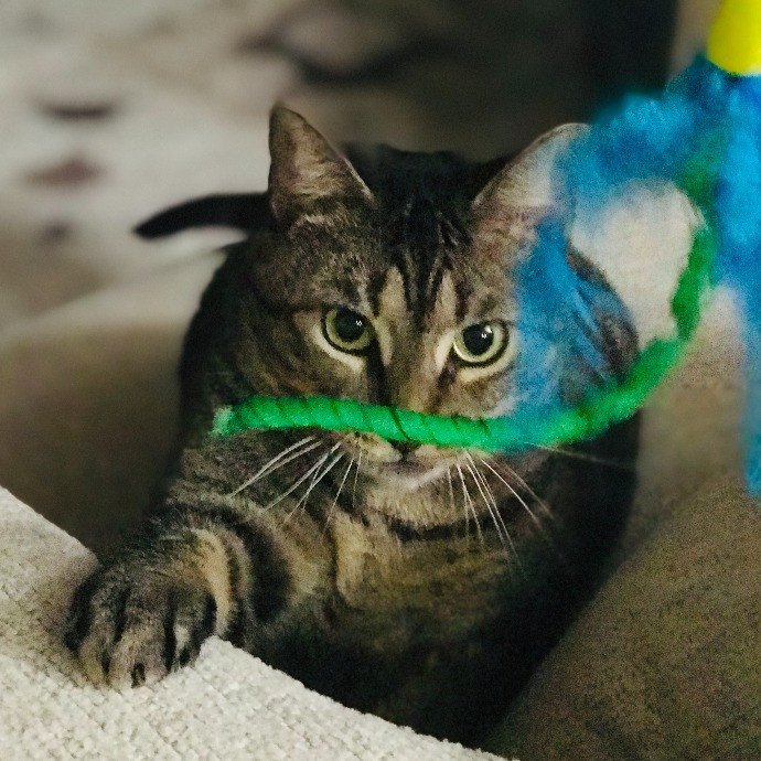 Professional Cat Sitter From Boca Raton