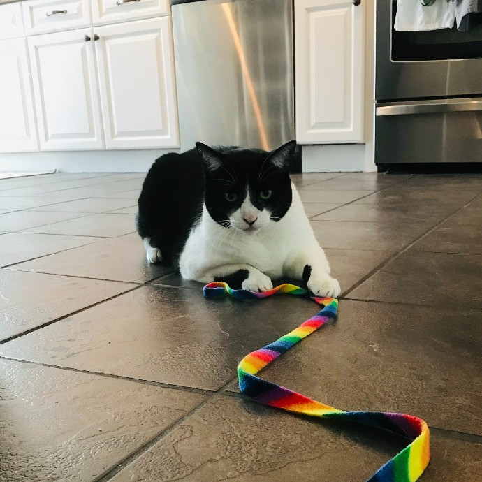 Professional Cat Sitter From Boca Raton