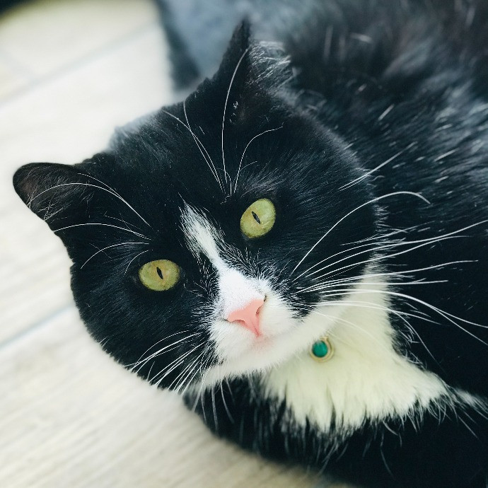 Professional Cat Sitter From Boca Raton