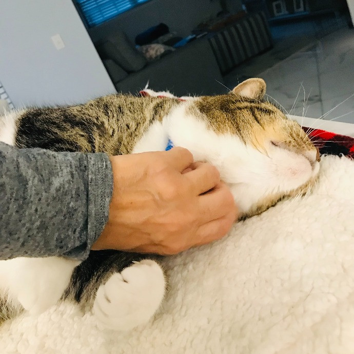 Professional Cat Sitter From Boca Raton