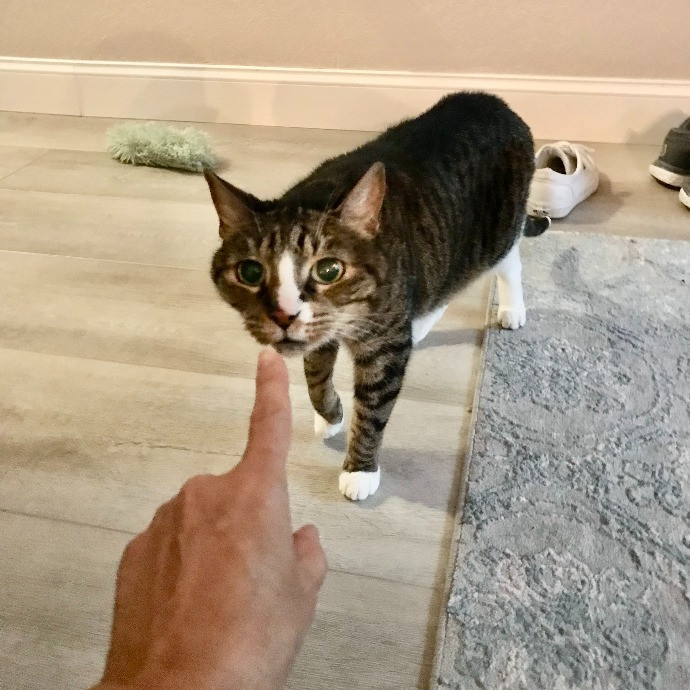 Professional Cat Sitter From Boca Raton
