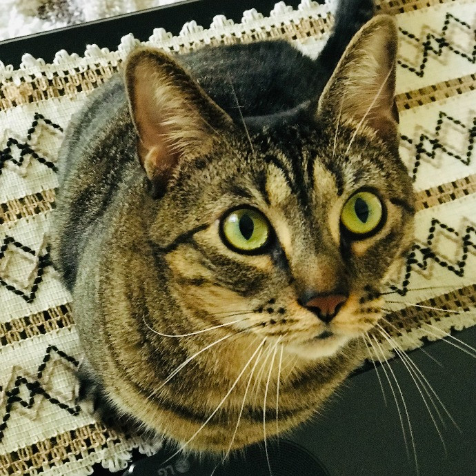 Professional Cat Sitter From Boca Raton