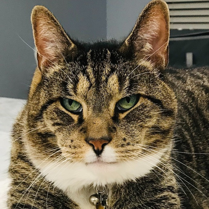 Professional Cat Sitter From Boca Raton
