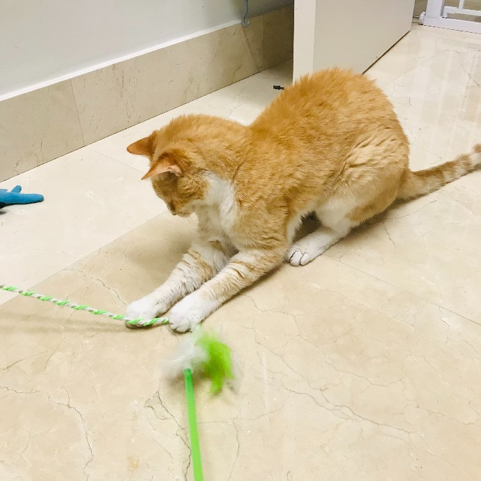 Professional Cat Sitter From Boca Raton