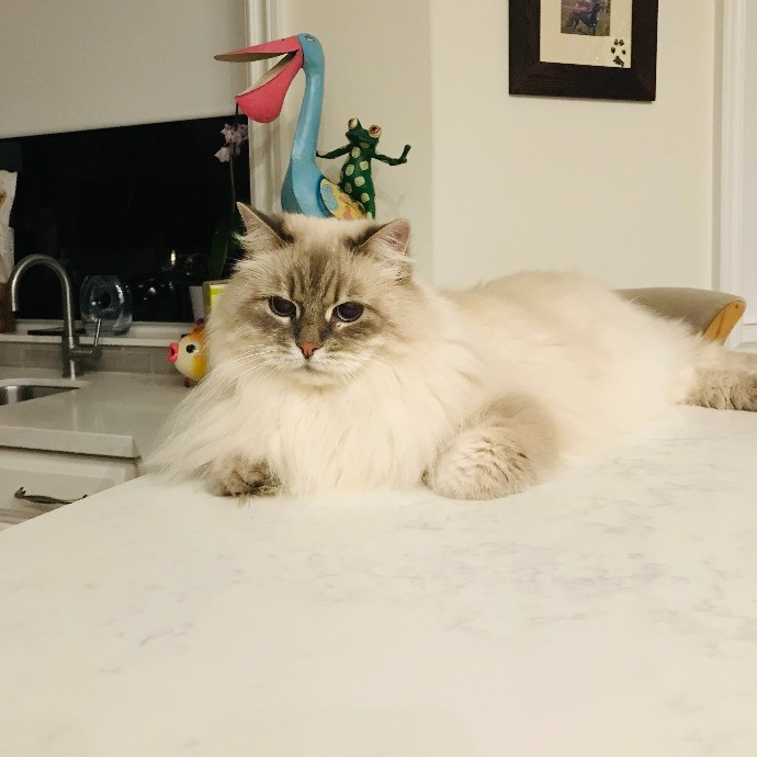 Professional Cat Sitter From Boca Raton