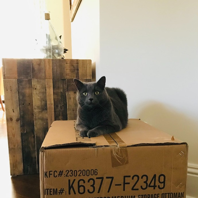 Professional Cat Sitter From Boca Raton