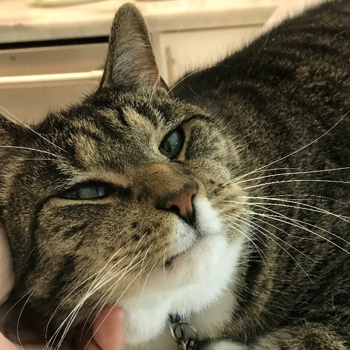 Professional Cat Sitter From Boca Raton