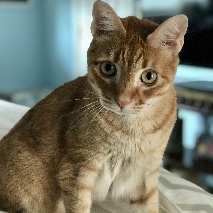 Professional Cat Sitter From Boca Raton