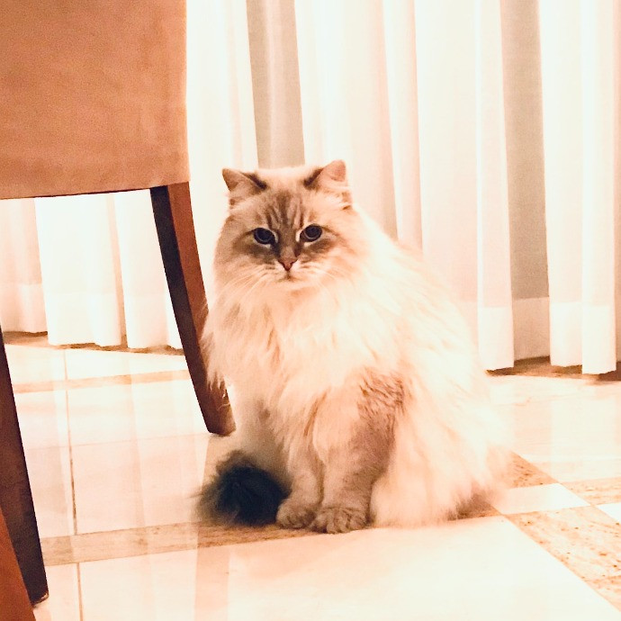 Professional Cat Sitter From Boca Raton