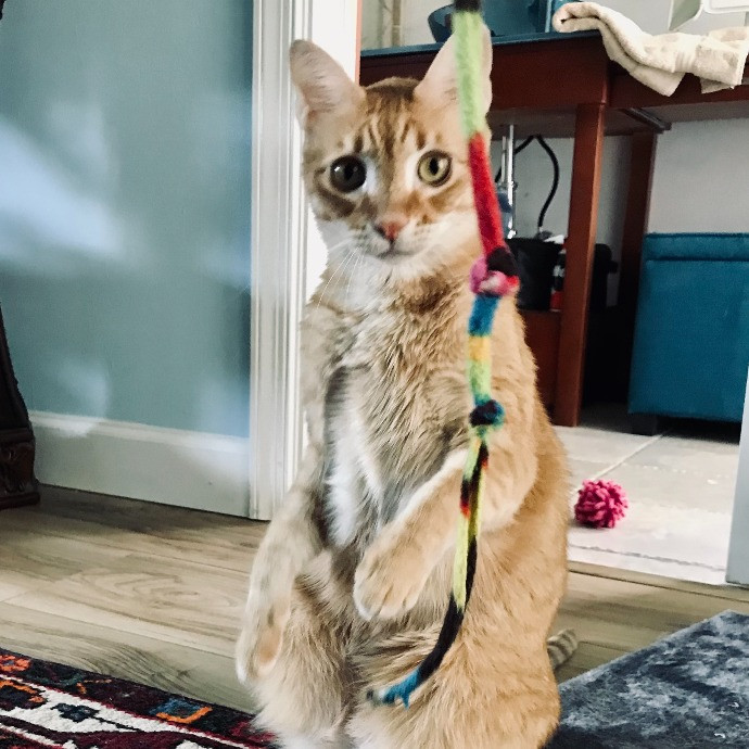 Professional Cat Sitter From Boca Raton