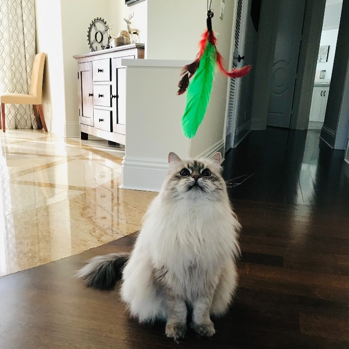 Professional Cat Sitter From Boca Raton