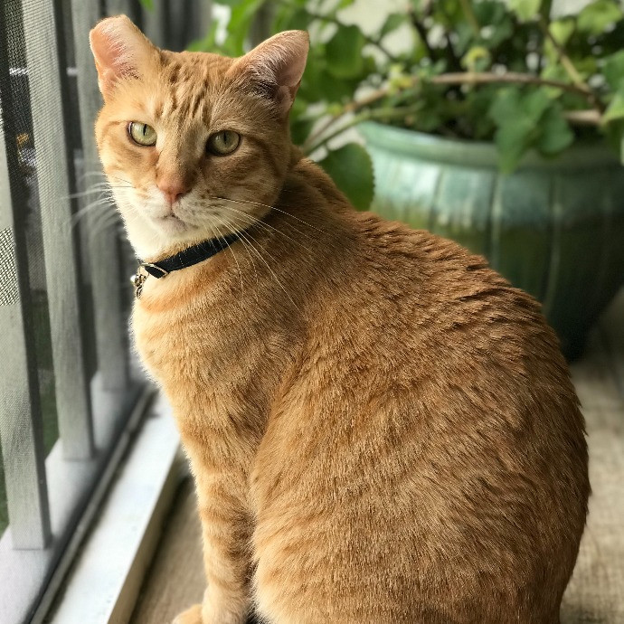 Professional Cat Sitter From Boca Raton