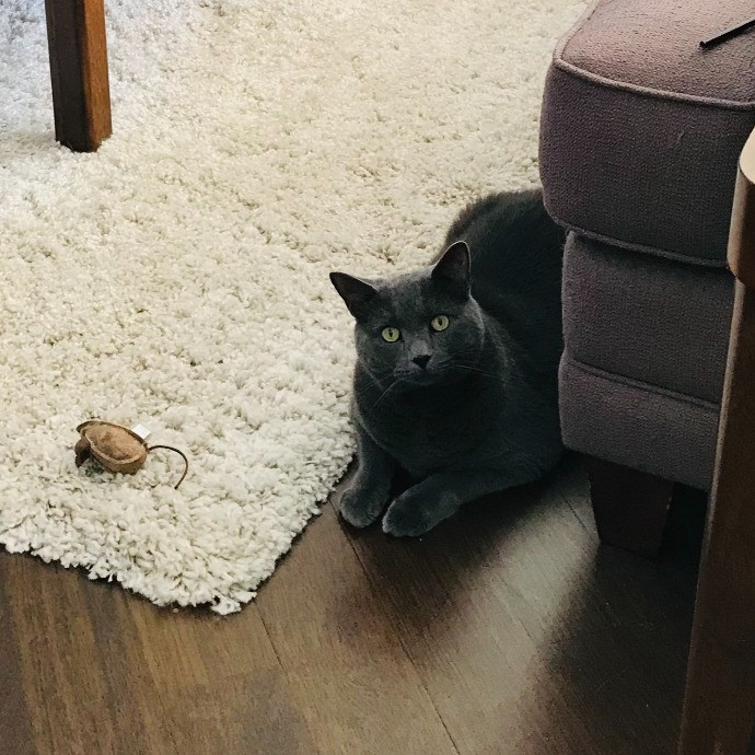 Professional Cat Sitter From Boca Raton