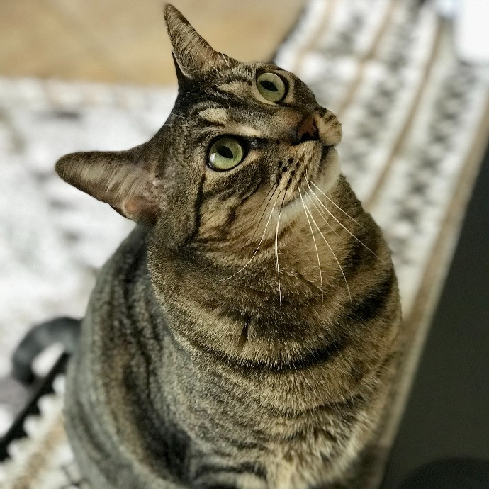 Professional Cat Sitter From Boca Raton