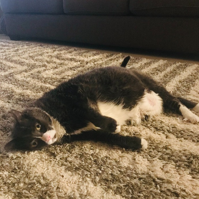 Professional Cat Sitter From Boca Raton