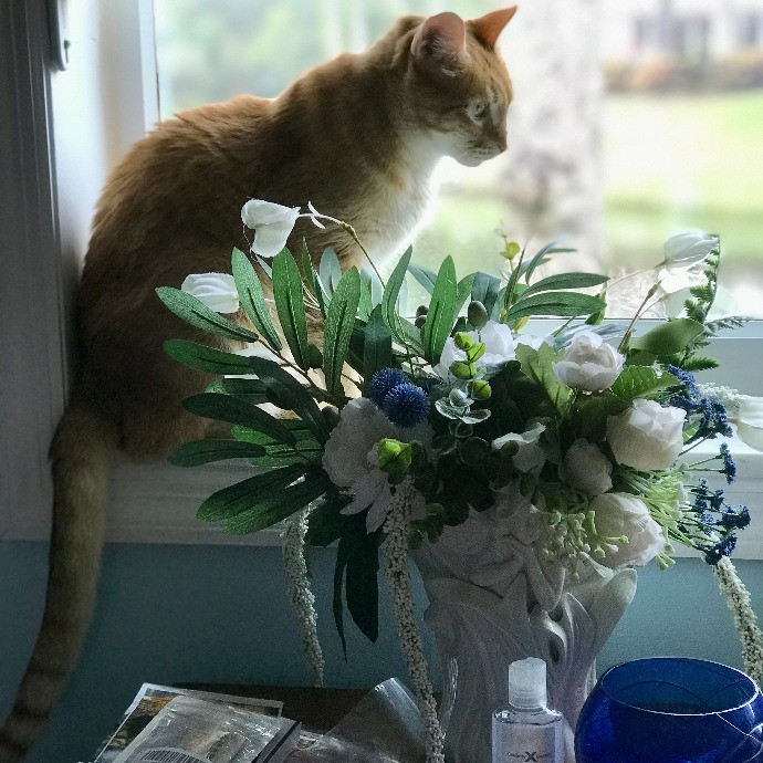 Professional Cat Sitter From Boca Raton