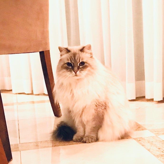 Professional Cat Sitter From Boca Raton