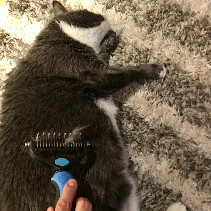 Professional Cat Sitter From Boca Raton