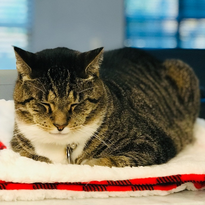Professional Cat Sitter From Boca Raton