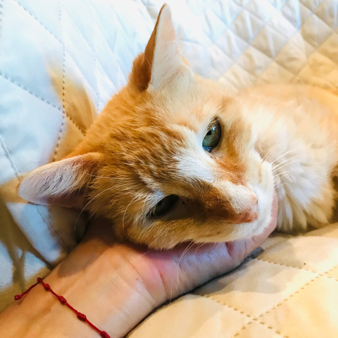 Professional Cat Sitter From Boca Raton