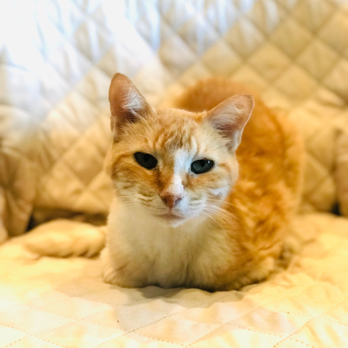 Professional Cat Sitter From Boca Raton