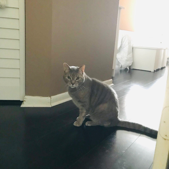 Professional Cat Sitter From Boca Raton photo 3