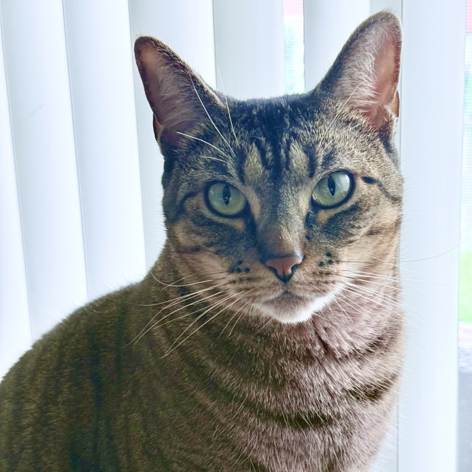 Professional Cat Sitter From Boca Raton photo 2